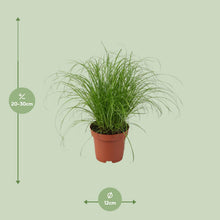Kamerplant - Cyperus Alternifolius Zumula - Pot Ø 12cm Hoogte ↕ 28cm