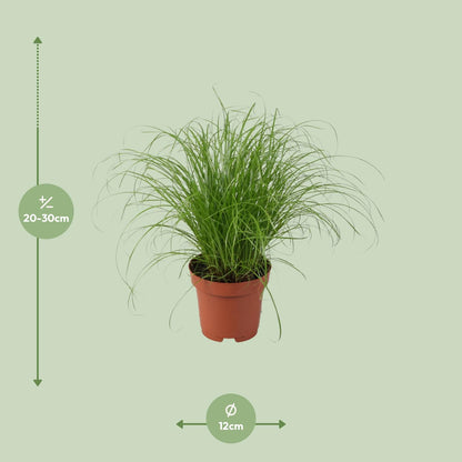 Kamerplant - Cyperus Alternifolius Zumula - Pot Ø 12cm Hoogte ↕ 28cm