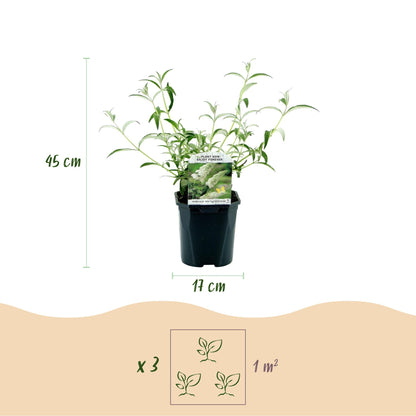 Buitenplant - Buddleja davidii White Profusion - Vlinderstruik - Bloeiend - Pot Ø 17cm Hoogte ↕ 45cm