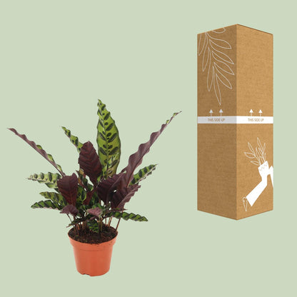 Kamerplant - Calathea Insignis - Pot Ø 12cm Hoogte ↕ 50cm