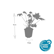 Buitenplant 24x Geranium macr. 'Spessart' - Bloeiend - Pot Ø 9cm Hoogte ↕ 10-25cm