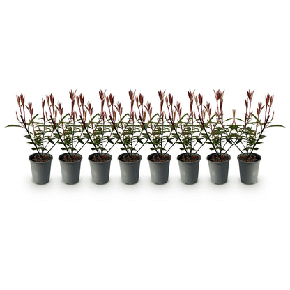 Buitenplant 8x Photinia fraseri 'Carré Rouge' - Groenblijvend - Pot Ø 9cm Hoogte ↕ 30-35cm