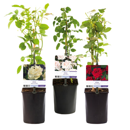 Buitenplant 3x Klimroos Rosa Tricolour - Bloeiend - Pot Ø 11cm Hoogte ↕ 40cm