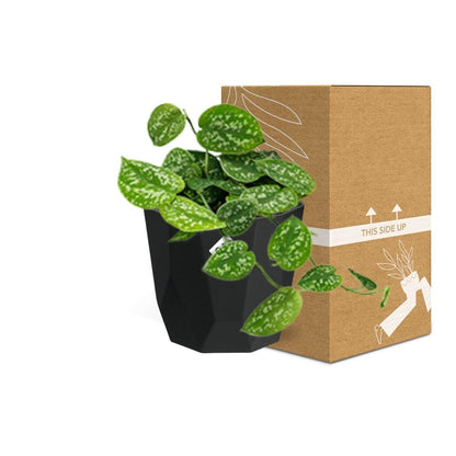 Kamerplant - Scindapsus Pictus 'Argyraeus' - Hangplant - Pot Ø 14cm