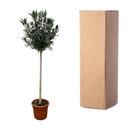 Buitenplant - Nerium Oleander op stam wit - Bloeiend - Pot Ø 40cm Hoogte ↕ 170cm