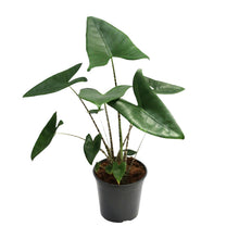 Kamerplant - Alocasia Zebrina - Pot Ø 21cm Hoogte ↕ 80cm