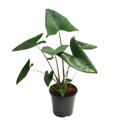 Kamerplant - Alocasia Zebrina - Pot Ø 21cm Hoogte ↕ 80cm