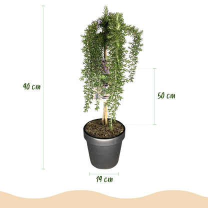 Buitenplant - Rosmarinus officinalis Prostratus op Stam - Winterhard - Pot Ø 19cm Hoogte ↕ 90cm