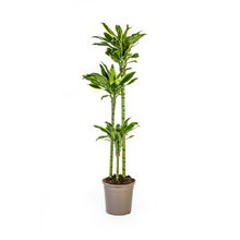 Kamerplant - Dracaena Fragrans Golden Coast - Luchtzuiverend - Pot Ø 24cm Hoogte ↕ 130-150cm