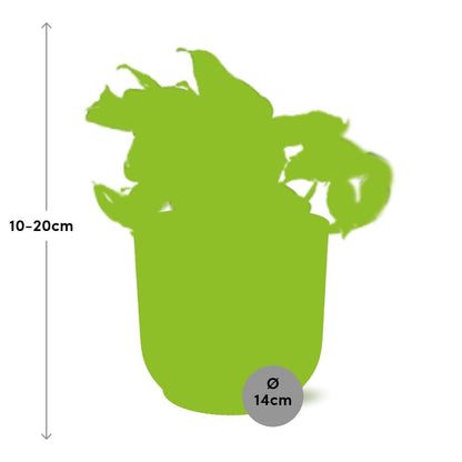Kamerplant - Epipremnum Pinnatum Happy Leaf - Pot Ø 14cm