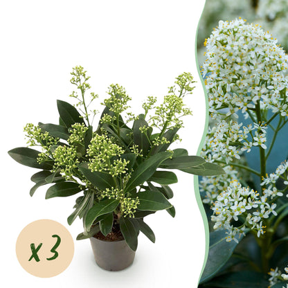 Buitenplant 3x Skimmia japonica Finchy - Wit Bloeiend - Winterhard - Pot Ø 10,5cm Hoogte ↕ 25cm