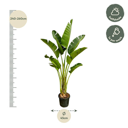 XL plant - Strelitzia Augusta - Pot Ø 45cm Hoogte ↕ 250cm