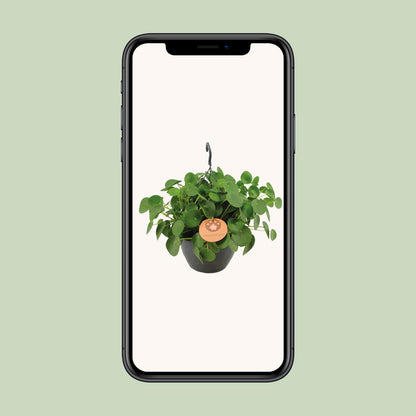 Kamerplant - Pilea Peperomioides - Pannekoekenplant - Pot Ø 27cm Hoogte ↕ 40cm