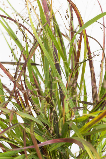 Buitenplant - Panicum virgatum 'Cheyenne Sky' - Pot Ø 19cm Hoogte ↕ 50cm