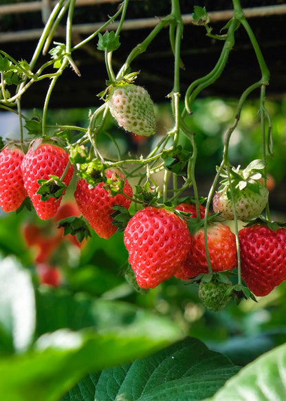 Buitenplant - Fragaria x ananassa 'Delizzimo' - Aardbei - Pot Ø 13cm Hoogte ↕ 45cm