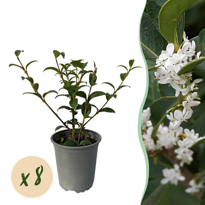 Buitenplant 8x Osmanthus burkwoodii - Groenblijvend - Pot Ø 9cm Hoogte ↕ 25-30cm