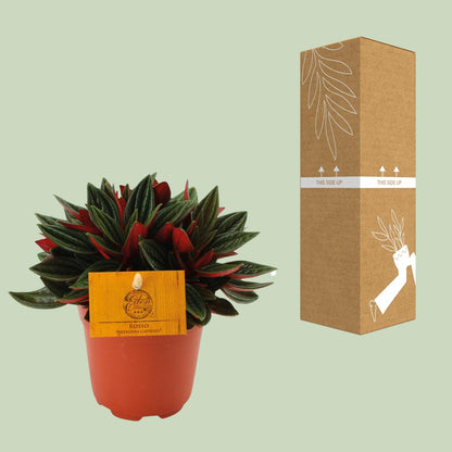 Kamerplant - Peperomia Caperata Rosso - Pot Ø 11cm Hoogte ↕ 15cm
