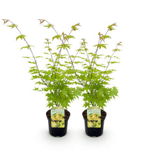 Buitenplant 2x Acer palmatum 'Summergold' - Bladverliezend - Pot Ø 19cm Hoogte ↕ 70cm