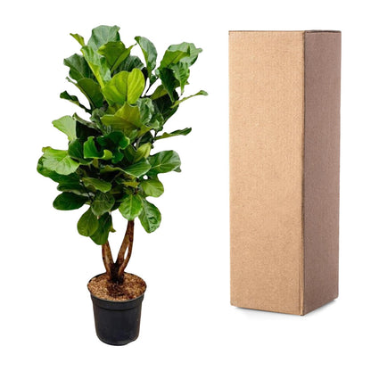 XL kamerplant - Ficus Lyrata vertakt - Pot Ø 34cm Hoogte ↕ 180cm