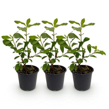 Buitenplant 3x Cornus florida - Bloeiend, Bladverliezend - Pot Ø 12cm Hoogte ↕ 35cm