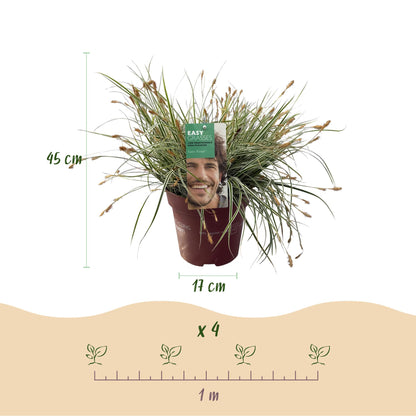 Buitenplant - Carex oshimensis Everest - Winterhard - Pot Ø 17cm Hoogte ↕ 50cm