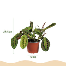 Kamerplant - Mix van 4 Huisdiervriendelijke Planten (Chlorophytum, Maranta, Callisia, Nephrolepis) - Pot Ø 12cm Hoogte ↕ 25cm