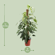 Kamerplant - Epipremnum Pinnatum Albo Variegata - XL - Pot Ø 24cm Hoogte ↕ 125cm