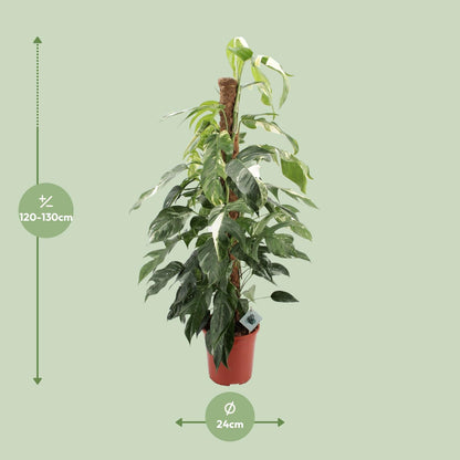 Kamerplant - Epipremnum Pinnatum Albo Variegata - XL - Pot Ø 24cm Hoogte ↕ 125cm