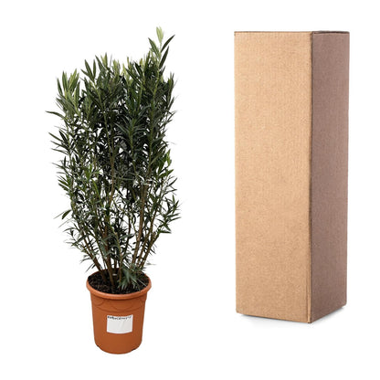 Buitenplant - Nerium Oleander struik - Bloeiend - Pot Ø 40cm Hoogte ↕ 180cm