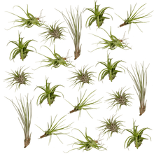 Kamerplant 20x Tillandsia Air mix - Pot Ø 6cm Hoogte ↕ 6cm