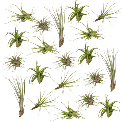 Kamerplant 20x Tillandsia Air mix - Pot Ø 6cm Hoogte ↕ 6cm