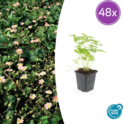Buitenplant 48x Fragaria vesca - Bloeiend - Pot Ø 9cm Hoogte ↕ 10-25cm