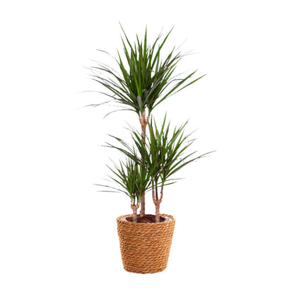 Kamerplant - Dracaena Marginata - Pot Ø 21cm Hoogte ↕ 95cm