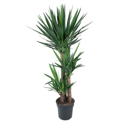 XL kamerplant - Yucca Elephantipes - Pot Ø 24cm Hoogte ↕ 140cm