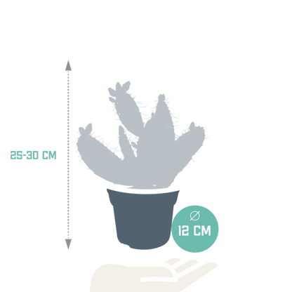 Kamerplant - Opuntia quitensis - Pot Ø 12cm