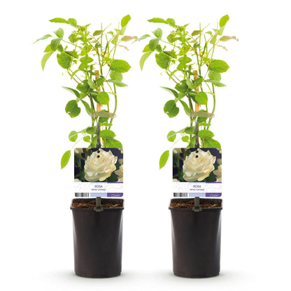 Buitenplant 2x Rosa White Climber - Klimroos Wit - Pot Ø 11cm Hoogte ↕ 40cm
