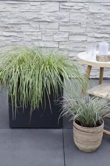 Buitenplant 3x Carex hachijoensis 'Evergold' - Pot Ø 14cm Hoogte ↕ 30cm
