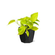 Kamerplant - Epipremnum Pinnatum 'Golden Pothos' - Hangplant - Pot Ø 14cm