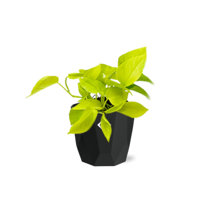 Kamerplant - Epipremnum Pinnatum 'Golden Pothos' - Hangplant - Pot Ø 14cm