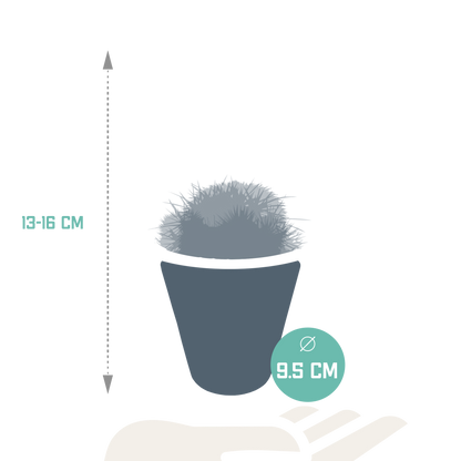 Kamerplant 3x Bolcactus mix - Pot Ø 8,5cm