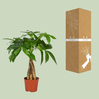 Kamerplant - Pachira Aquatica - Hoogte ↕ 35-160cm