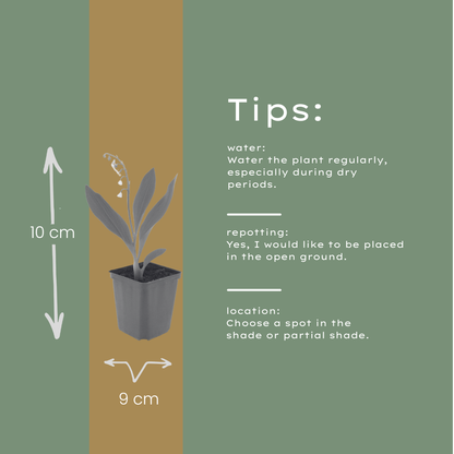 Buitenplant 48x Convallaria majalis - Bloeiend - Pot Ø 9cm Hoogte ↕ 10-25cm