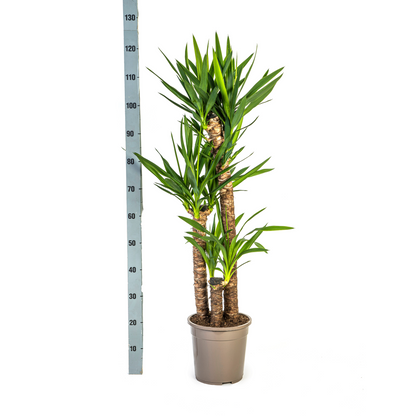 XL kamerplant - Yucca Elephantipes - Pot Ø 24cm Hoogte ↕ 120-140cm