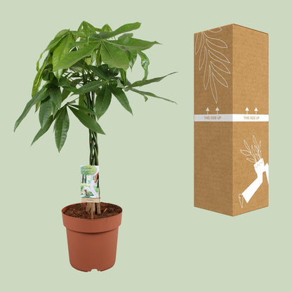 Kamerplant - Pachira Aquatica - Hoogte ↕ 35-160cm