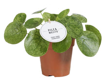 Kamerplant - Pilea Mojito - Pot Ø 13cm Hoogte ↕ 20cm