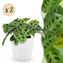 Kamerplant 2x Maranta Fascinator Kerchoveana - Zebraplant - Pot Ø 12cm Hoogte ↕ 25cm