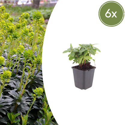 Buitenplant 6x Euphorbia amygdaloides robbiae - Pot Ø 9cm Hoogte ↕ 10-25cm