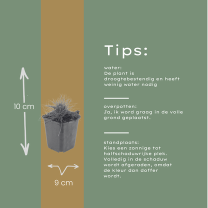 Buitenplant 24x Festuca gautieri - Pot Ø 9cm Hoogte ↕ 10-25cm