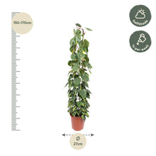 XL kamerplant - Philodendron Scandens Brasil - Gaasrek - Pot Ø 27cm Hoogte ↕ 160cm