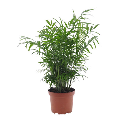 Kamerplant - Chamaedorea Elegans - Pot Ø 17cm Hoogte ↕ 50cm